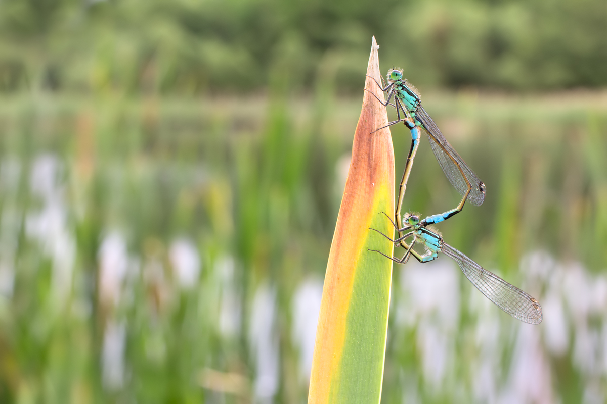 Blue-Tailed Damselflies mating 4